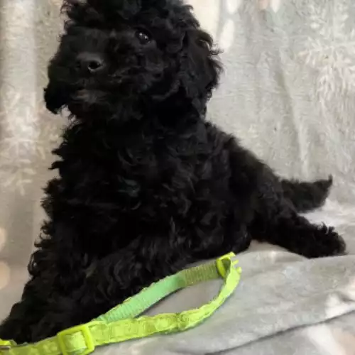 Labradoodle Dog For Sale in Melksham, Wiltshire