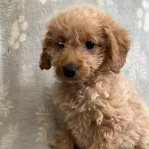 Labradoodle Dog For Sale in Melksham, Wiltshire