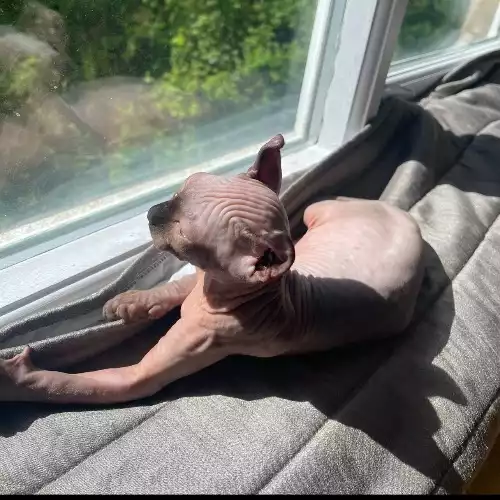 Sphynx Cat For Adoption in Shotton, Durham