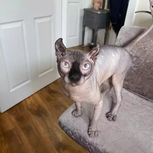 Sphynx Cat For Adoption in Shotton, Durham