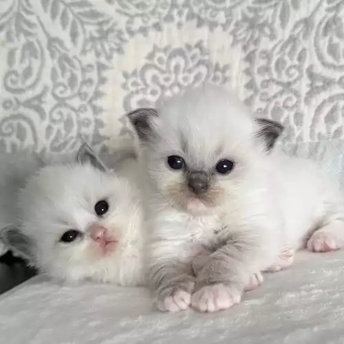 Ragdoll Cat For Sale in Leicester, Leicestershire, England