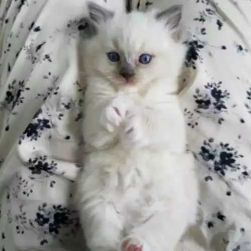 Ragdoll Cat For Sale in Leicester, Leicestershire, England