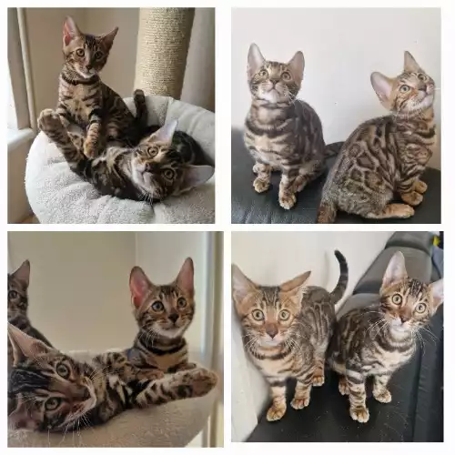 Bengal Cat For Sale in Rochester, Kent