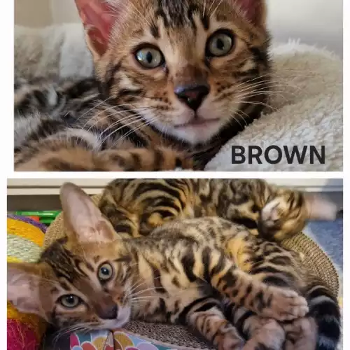 Bengal Cat For Sale in Rochester, Kent