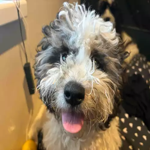 Shihpoo Dog For Adoption in Walsall, West Midlands