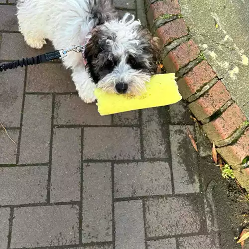 Shihpoo Dog For Adoption in Walsall, West Midlands