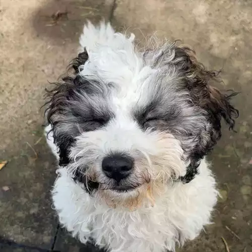 Shihpoo Dog For Adoption in Walsall, West Midlands