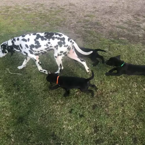 Dalmatian Dog For Sale in Aberdeen