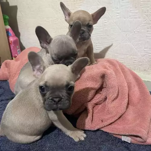 French Bulldog Dog For Sale in Warrington, Cheshire