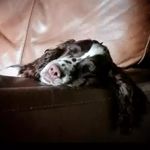 English Springer Spaniel Dog For Adoption in Wrexham / Wrecsam, Clwyd