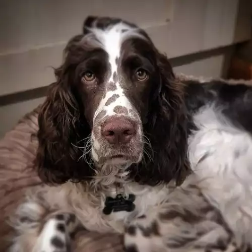 English Springer Spaniel Dog For Adoption in Wrexham / Wrecsam, Clwyd