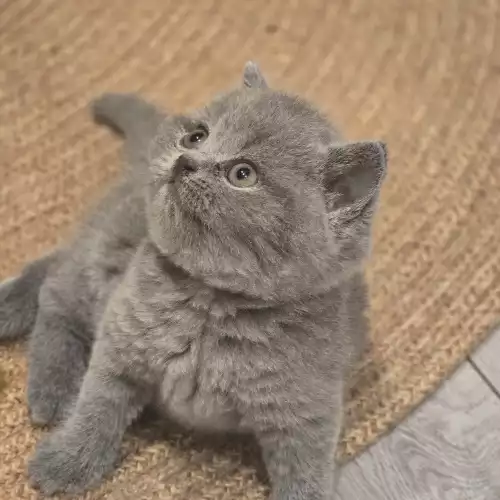 British Shorthair Cat For Sale in West Ealing, Greater London, England