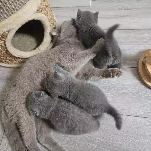 British Shorthair Cat For Sale in West Ealing, Greater London, England