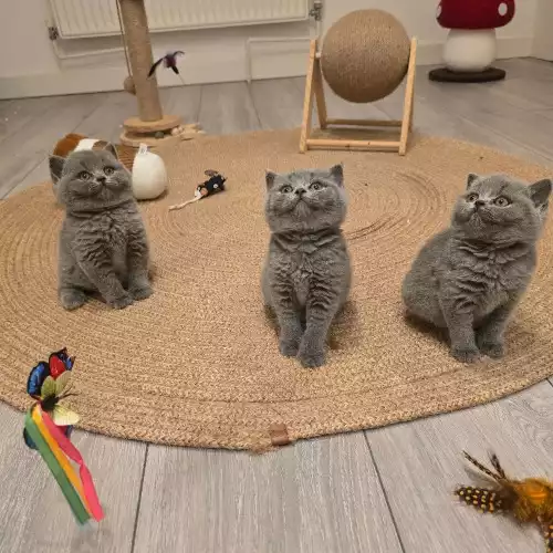 British Shorthair Cat For Sale in West Ealing, Greater London, England