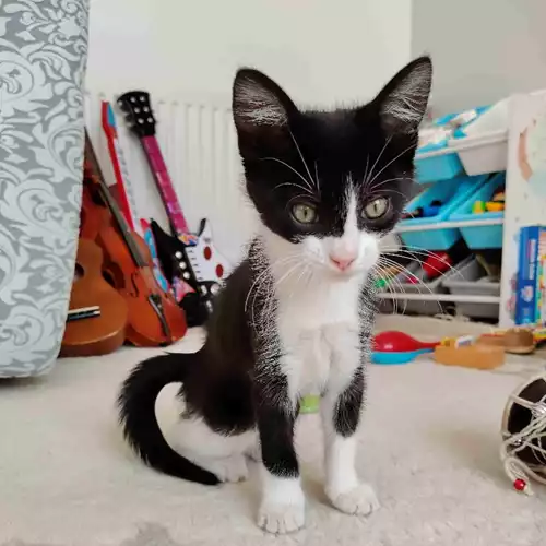 Domestic Shorthair Cat For Sale in Rugby, Warwickshire, England