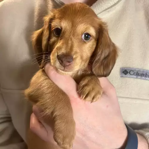 Miniature Dachshund Dog For Sale in Edinburgh