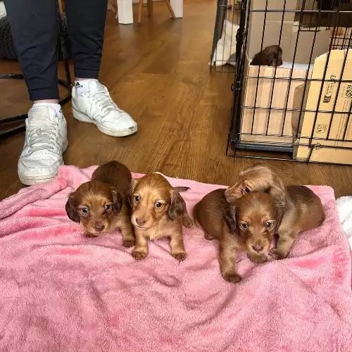 Miniature Dachshund Dog For Sale in Edinburgh