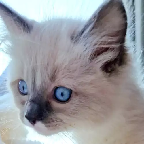 Ragdoll Cat For Sale in Rutherglen, Lanarkshire