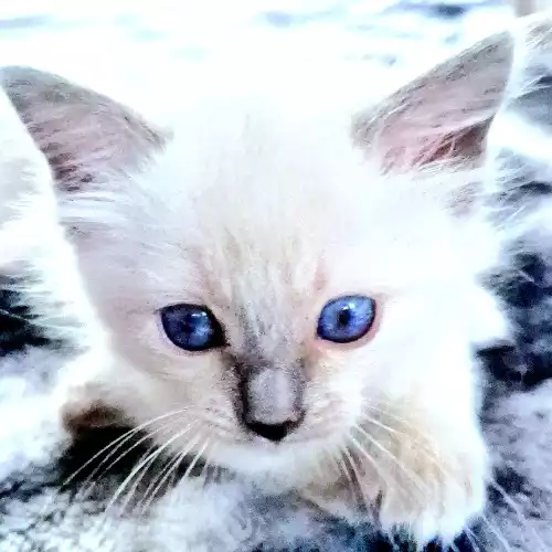 Ragdoll Cat For Sale in Rutherglen, Lanarkshire