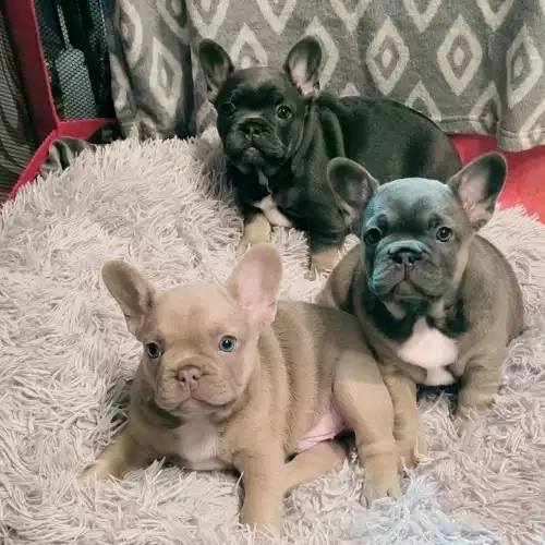 French Bulldog Dog For Sale in Birmingham