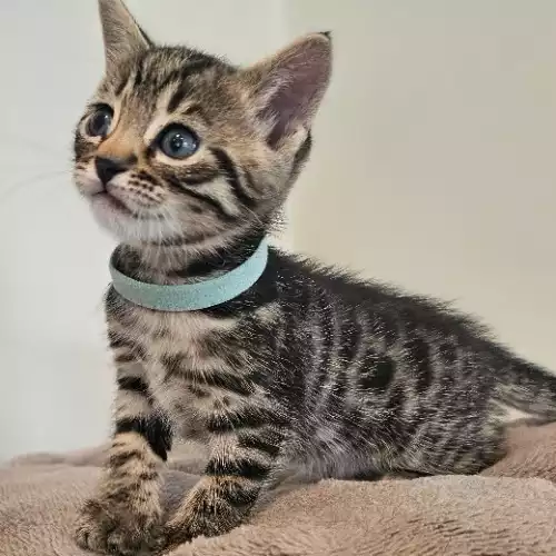 Bengal Cat For Sale in Thame, Oxfordshire, England