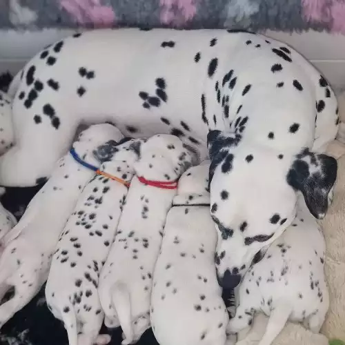 Dalmatian Dog For Sale in London, Greater London, England