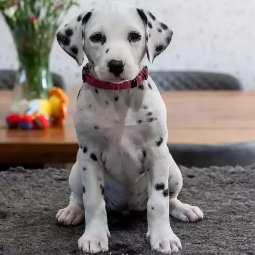 Dalmatian Dog For Sale in London, Greater London, England