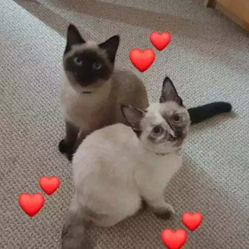 Siamese Cat For Sale in Borehamwood, Hertfordshire