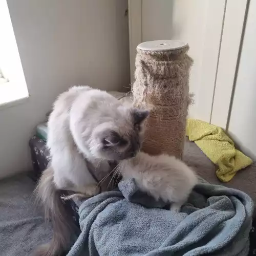 Ragdoll Cat For Sale in Borehamwood, Hertfordshire