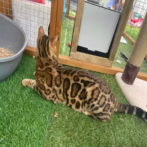 Bengal Cat For Stud in Milford Haven / Aberdaugleddau, Dyfed, Wales