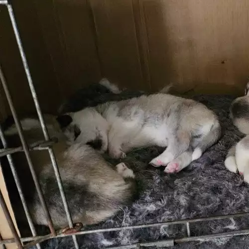 Siberian Husky Dog For Sale in Trowbridge, Wiltshire