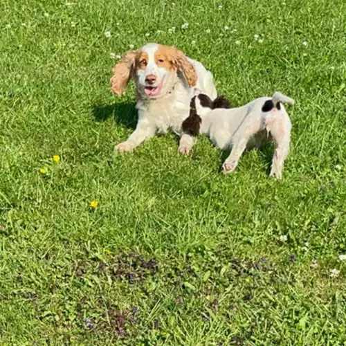 Cocker Spaniel Dog For Sale in Wisbech