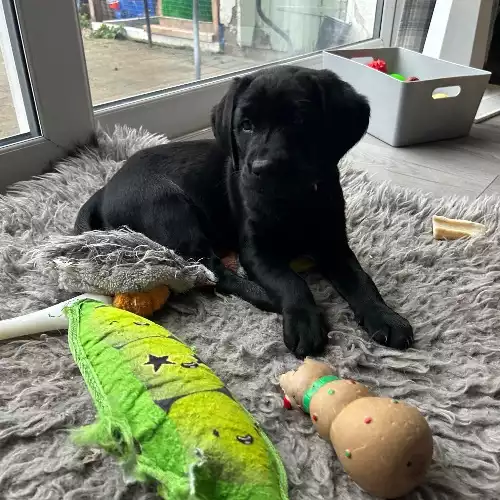 Labrador Retriever Dog For Sale in Lincoln