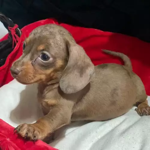 Miniature Dachshund Dog For Sale in Chadwell Heath, Greater London