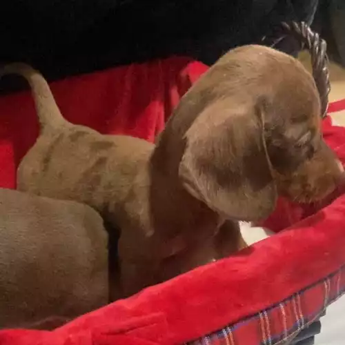 Miniature Dachshund Dog For Sale in Chadwell Heath, Greater London