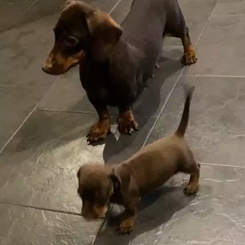 Miniature Dachshund Dog For Sale in Chadwell Heath, Greater London