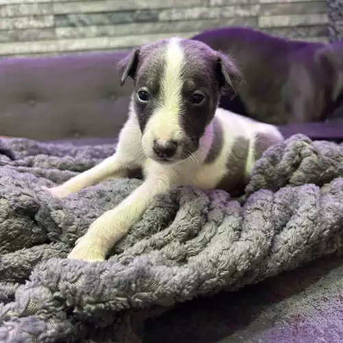 Whippet Dog For Sale in Accrington, Lancashire