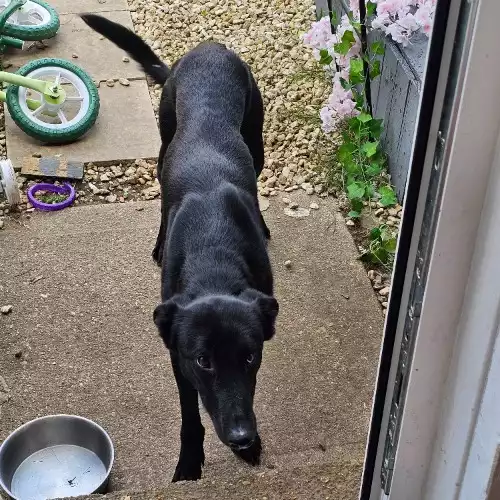 Belgian Shepherd Dog Dog For Adoption in Emsworth, Hampshire, England