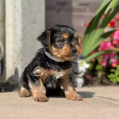 Yorkshire Terrier Dog For Sale in Rugby, Warwickshire, England