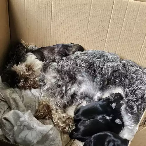 Miniature Schnauzer Dog For Sale in Bromley, Greater London