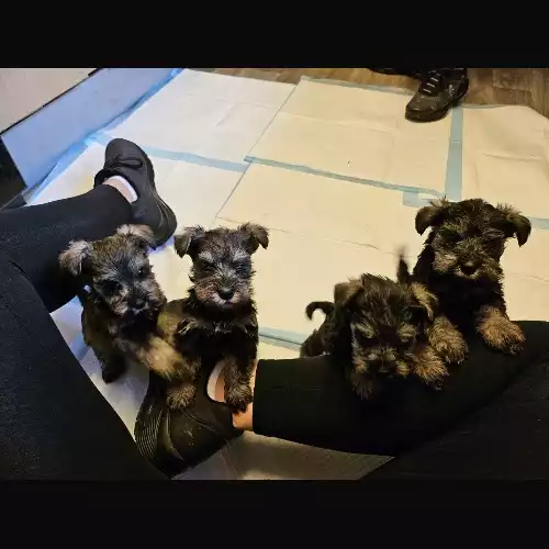 Miniature Schnauzer Dog For Sale in Bromley, Greater London