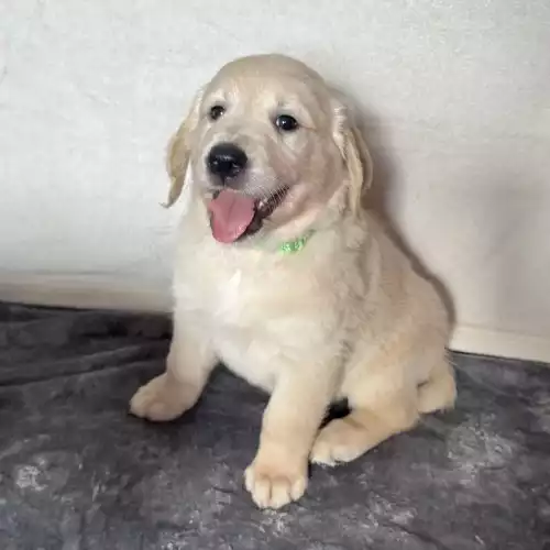 Golden Retriever Dog For Sale in Nottingham