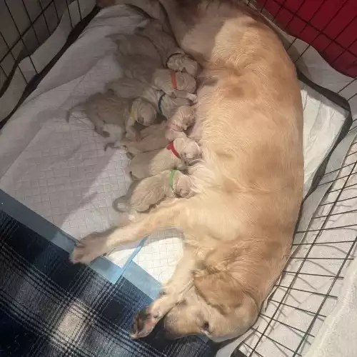 Golden Retriever Dog For Sale in Nottingham