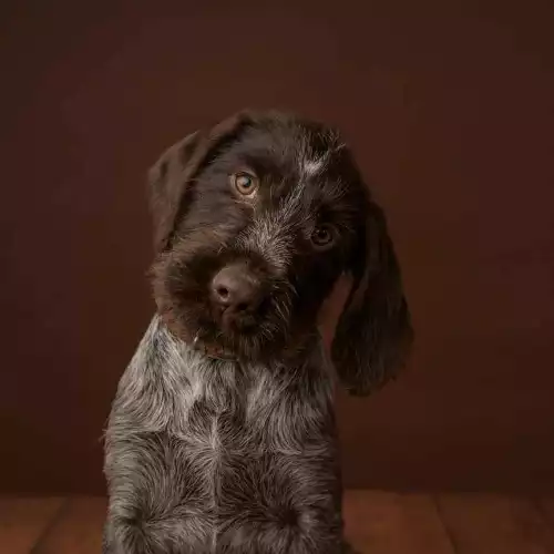 German Wirehaired Pointer Dog For Sale in Banknock, Stirling and Falkirk, Scotland