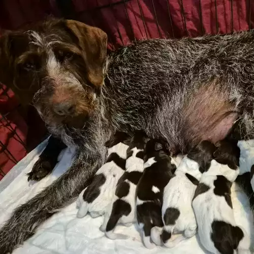 German Wirehaired Pointer Dog For Sale in Banknock, Stirling and Falkirk, Scotland