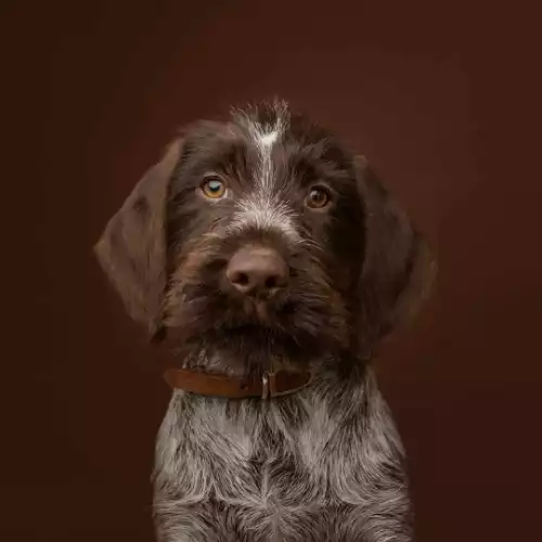 German Wirehaired Pointer Dog For Sale in Banknock, Stirling and Falkirk, Scotland