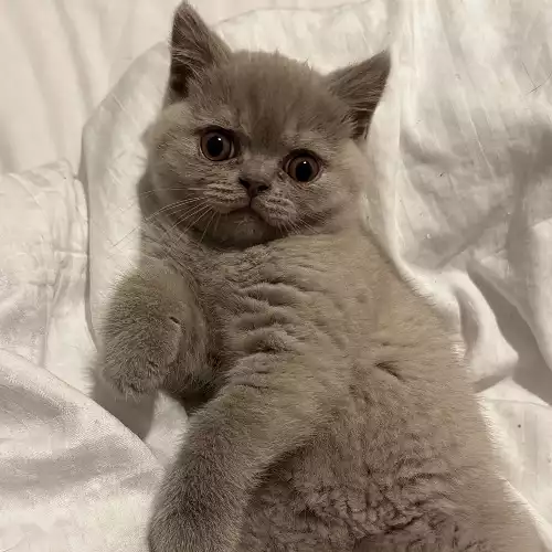 British Shorthair Cat For Sale in Swadlincote, Derbyshire, England