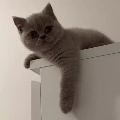 British Shorthair Cat For Sale in Swadlincote, Derbyshire