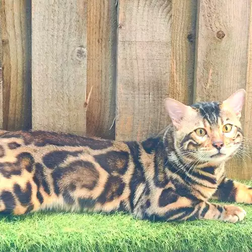 Bengal Cat For Stud in Durham