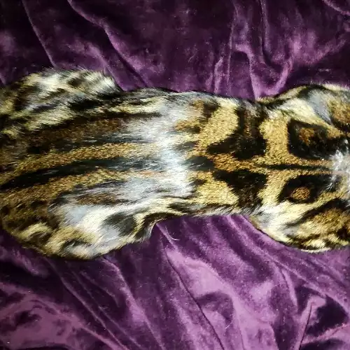 Bengal Cat For Stud in Durham